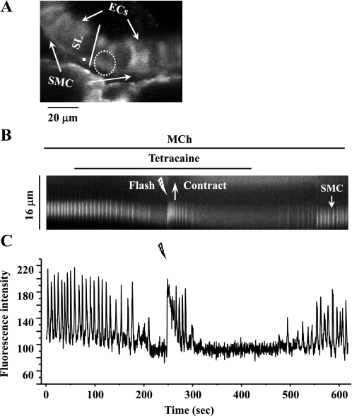 Fig. 10.