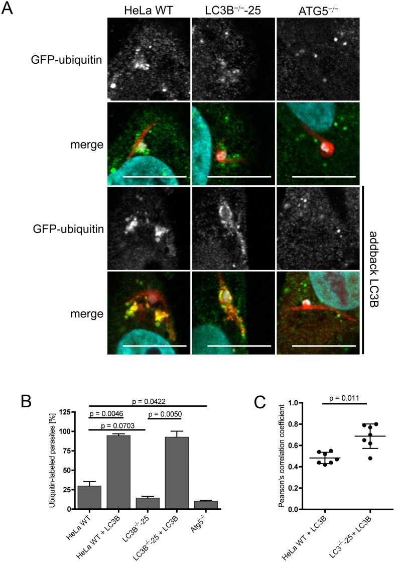 Fig 6