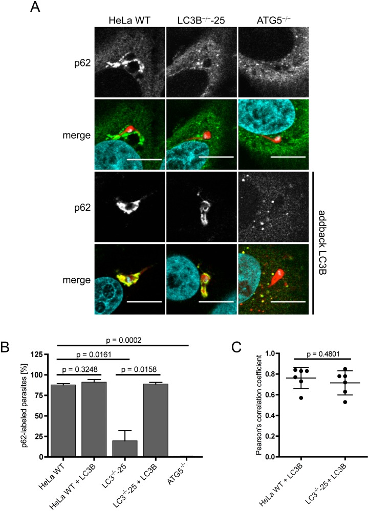 Fig 4