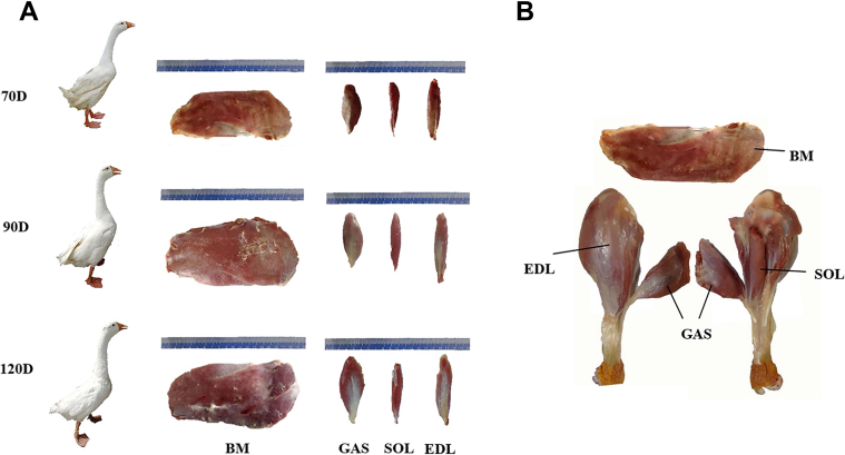 Figure 1