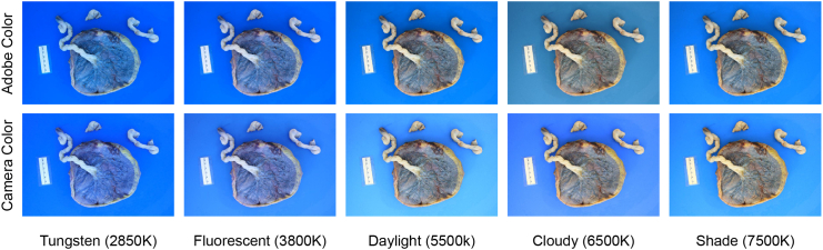 Figure 11