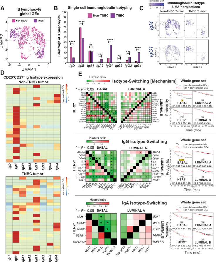 Figure 6. Single-cell RNA-seq data analysis reveals favor of IgG isotypes in TNBC, while isotype-switching gene markers predict positive survival outcome. A, UMAP visualization of B lymphocyte populations in non-TNBC versus TNBC (single-cell cohort). B, Percentage of each Ig isotype based upon raw data of Ig heavy-chain (Student t test). C, UMAP visualization for IgM and IgG1 isotypes colored by relative normalized gene expression levels (N = 1,021 cells). D, IgCH switch transcripts of single B lymphocytes (CD19+CD27+/CD20+CD27+/CD22+CD27+ single cells) were analyzed in non-TNBC and TNBC tissues and demonstrated more Ig isotype-switching events in the TNBC samples. E, Survival analysis in KM Plotter of determined ER−HER2−/basal surrogate, HER2+, luminal A, and luminal B subtype KM plotter surrogate subgroups (KM plotter cohort; ref. 19) for expression of gene signatures conferring isotype switching and those positively regulating isotype switching (IgG and IgA isotype switching). Signatures from all three functions carry positive prognostic value in basal-like cancer. Individual genes were evaluated in combination with each other gene (left) and the gene set as a whole (right). ns, nonsignificant; ***, P < 0.001; ****, P < 0.0001.