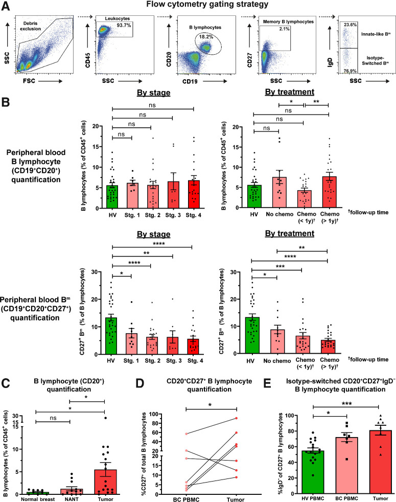 Figure 1. Flow cytometric analyses reveal reduced circulating CD20+CD27+ memory and amplification of tumor-infiltrating CD20+CD27+IgD− class-switched subsets among B lymphocytes. A, Gating strategy for identification of B lymphocytes and memory (Bm) lymphocytes derived from peripheral blood mononuclear cell (example patient peripheral blood mononuclear cell shown). B, Quantification of total circulating B cells (top) and Bm cells (bottom) as percentage of CD45+ cells in HV (N = 48) and patient (N = 55) peripheral blood (KCL flow cohort; Supplementary Table S1 for patient information), stratified according to stage and treatment status. C, Quantification of B lymphocytes (CD20+) from single cell suspensions of normal breast (N = 9), NANT (N = 12), and cancer tissue (N = 17) samples. D, Quantification of matched patient circulating- and tumor-infiltrating CD20+CD27+ B cells (matched samples of 7 patients). E, Quantification of CD20+CD27+IgD− B cells in HV (N = 17), patient peripheral blood (N = 7), and cancers (N = 8) of total CD20+CD27+ B cells. Statistical significance was determined using the Student t test. ns, nonsignificant; *, P < 0.05; **, P < 0.01; ***, P < 0.001; ****, P < 0.0001.