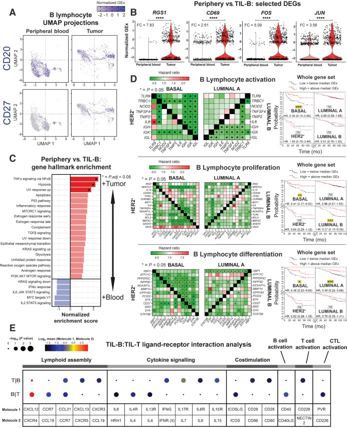 Figure 4. scRNA-seq analysis reveals BCR-driven TIL-B activatory signatures, and B lymphocyte functional trait gene markers predict positive survival outcome. A, UMAP visualization according to global GEx of single B lymphocytes pooled from the peripheral blood (1,476 cells) and tumors (1,021 cells) of eight patients (single-cell cohort), colored by relative normalized gene expression levels for CD20 and CD27. B, The detection of differentially expressed genes [DEG; on cells originally annotated by Azizi and colleagues (22) as B cells] demonstrates elevated expression of FOS, JUN, RGS1, and CD69, indicated by fold change (FC; determined using Wilcoxon rank sum test). C, Gene set enrichment analysis of TIL-B relative to circulating B lymphocytes using hallmark gene sets. Red, positive normalized enrichment scores (hallmark expression enhanced in TIL-B). D, Survival analysis in KM Plotter of determined ER−HER2−/basal surrogate, HER2+, luminal A, and luminal B subtype KM plotter surrogate subgroups (KM plotter cohort; ref. 19) for expression of gene signatures positively regulating key B lymphocyte properties (activation, proliferation, and differentiation). Representative genes listed for B lymphocyte proliferation (44 total in set). Signatures from all three functions carry positive prognostic value in the basal-like cancer subtype. Individual genes were evaluated in combination with each other gene (left) and gene set as a whole (right). E, CellPhoneDB (25) was applied to analyze B-cell–T-cell interactions (single-cell cohort). After FDR (FDR < 0.001) correction, communication pathways identified included lymphoid assembly, cytokine signaling, costimulation, T-cell–dependent B-cell activation, and cytotoxic T lymphocyte (CTL) activation. Circle sizes indicate P value, whereas color-coding represents the average expression level of interacting molecule 1 in cluster 1 and interacting molecule 2 in cluster 2. ****, P < 0.0001.