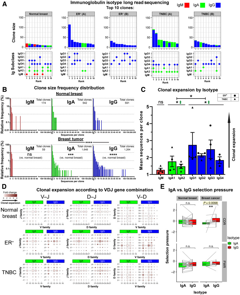 Figure 7. B lymphocyte repertoire analyses of immunoglobulin isotype switching and clonal expansion in breast cancers. A, A total of 7,670 immunoglobulin heavy-chain sequences were analyzed (KCL sequencing cohort). Top 10 clones determined by B lymphocyte repertoire long read data analyses. Clonotypes were estimated via clustering CDR3 sequences. Top, bars depict sizes of clones and their breakdown by isotypes. Bottom, isotypes present in each clone are indicated by dots. Vertical lines signify co-occurrence of isotypes in the same clone. B, Clone size frequency distribution of IgM/IgA/IgG sequences in normal breast (1,771 sequences) and breast cancer (5,899 sequences). Kolmogorov–Smirnov analysis highlights significant differences in clone size frequency distributions. C, Mean sequences per clone of IgM/IgA/IgG isotypes. IgG and, to a lesser extent, IgA isotypes are clonally expanded, whereas on average, IgG isotypes have significantly larger clone sizes than IgA. D, Comparisons of IgA and IgG variable usage of V–J, D–J, and V–D genes extracted from normal breast, ER+ cancer, and TNBC. For each gene usage combination, dot size is proportional to the frequency before clonal expansion. Dot colors correspond to fold change in the number of sequences following clonal expansion, indicating the preference of B lymphocytes with that specific VDJ combination to be clonally expanded. E, Selection pressure in clonally related IgA and IgG. Clonally related sequences are represented as paired observations (gray lines), and selection pressure was considered separately for the complementarity determining regions and framework regions. Sequences are grouped into normal breast and breast cancer (containing two TNBC and two ER+ samples). Paired Wilcoxon tests were conducted, and P values were corrected (Benjamini–Hochberg) for multiple comparisons. ns, nonsignificant; *, P < 0.05; **, P < 0.01.