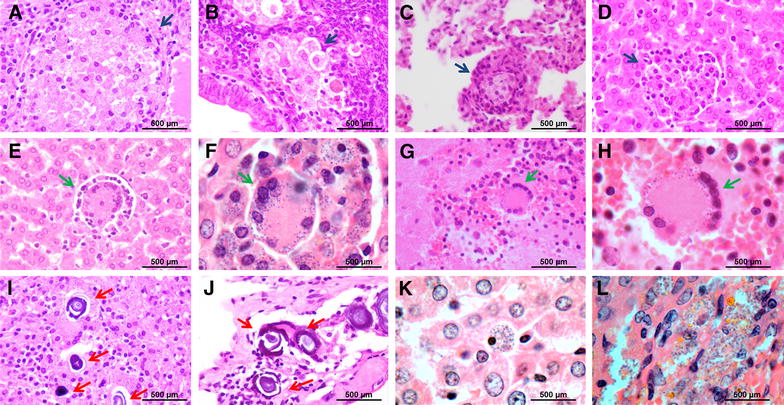 Figure 6