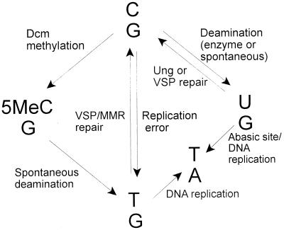 FIG. 1