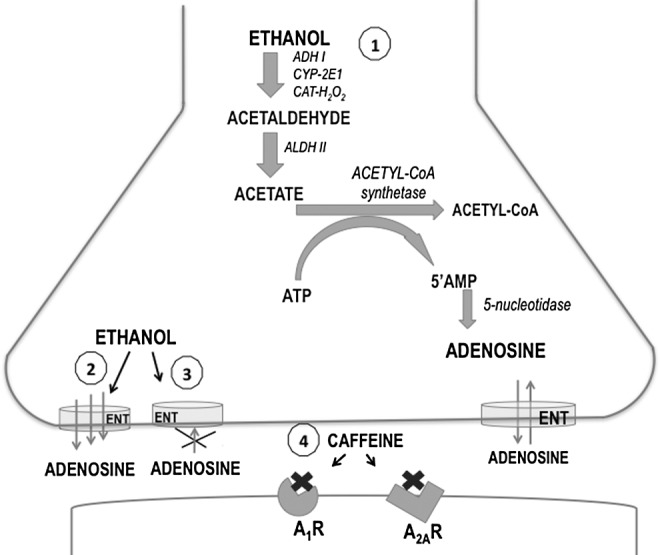 FIG. 1.