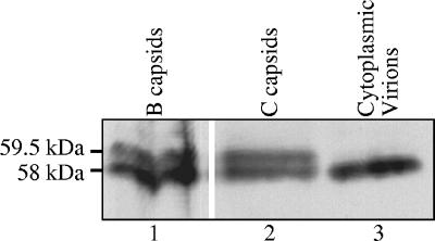 FIG. 10.