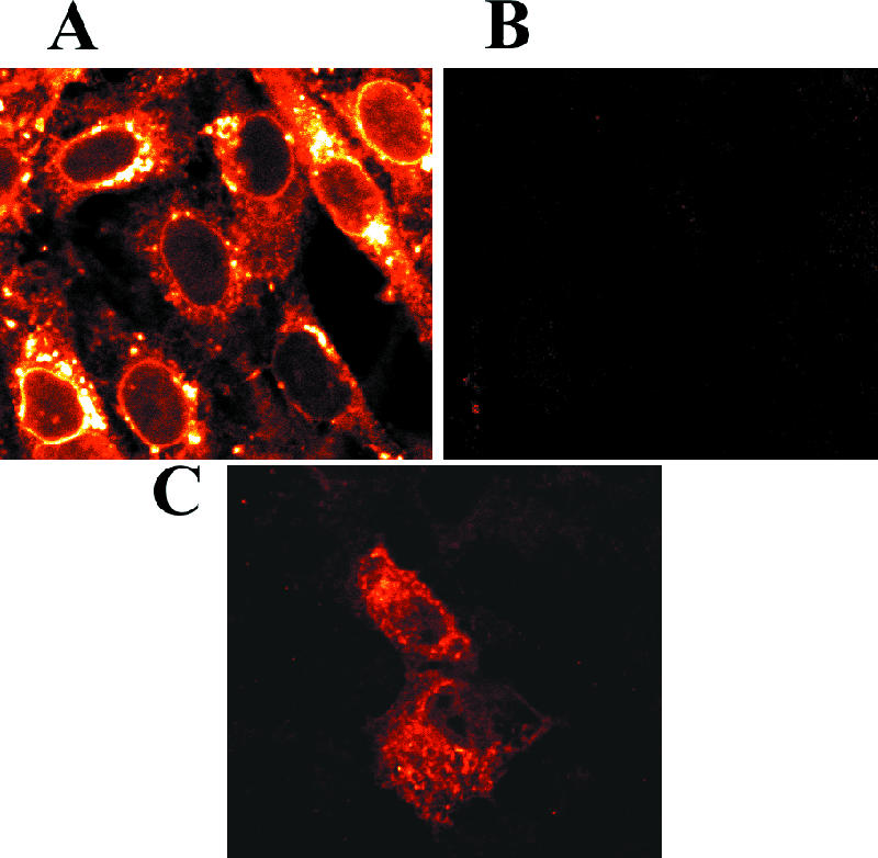 FIG. 12.