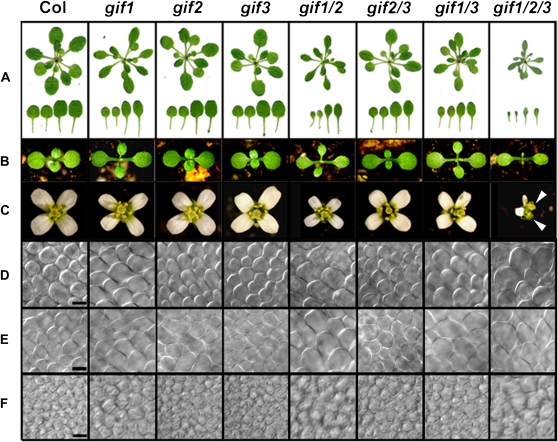 Figure 2.