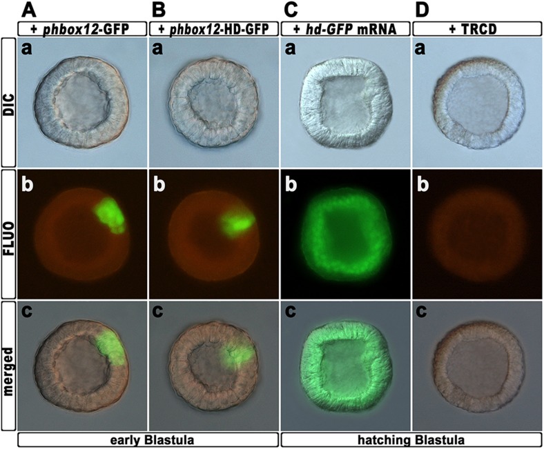 Figure 6—figure supplement 1.