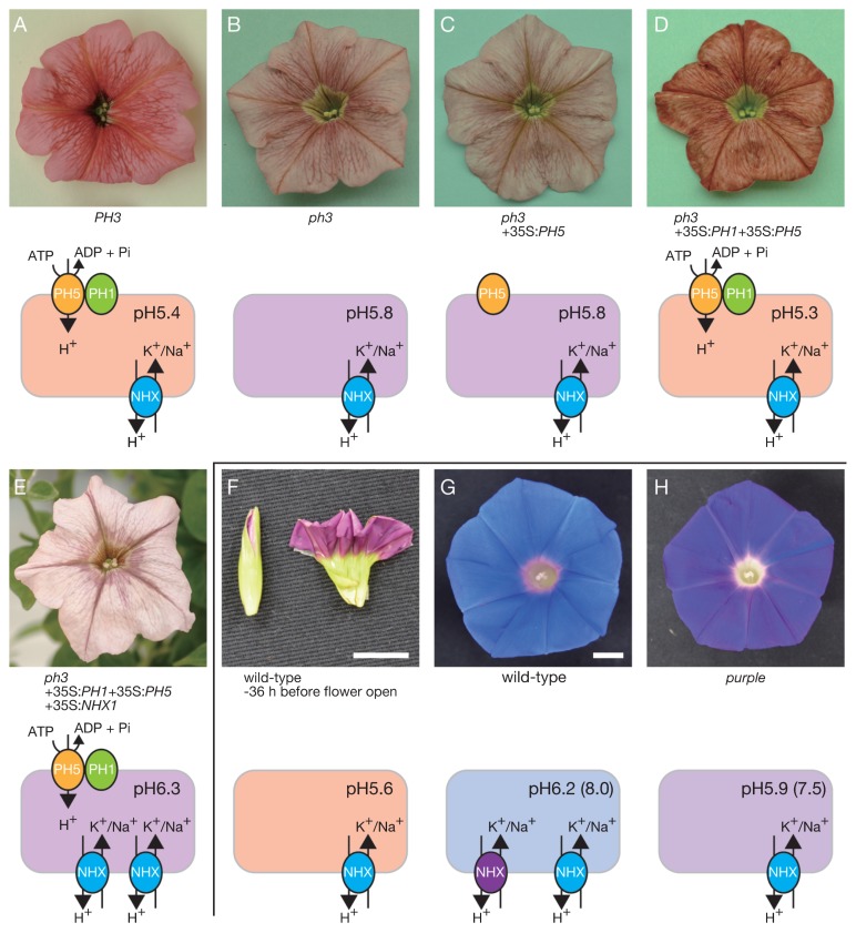 Fig. 4