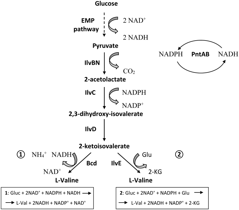 Fig. 1