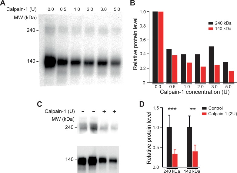 Figure 4—figure supplement 2.