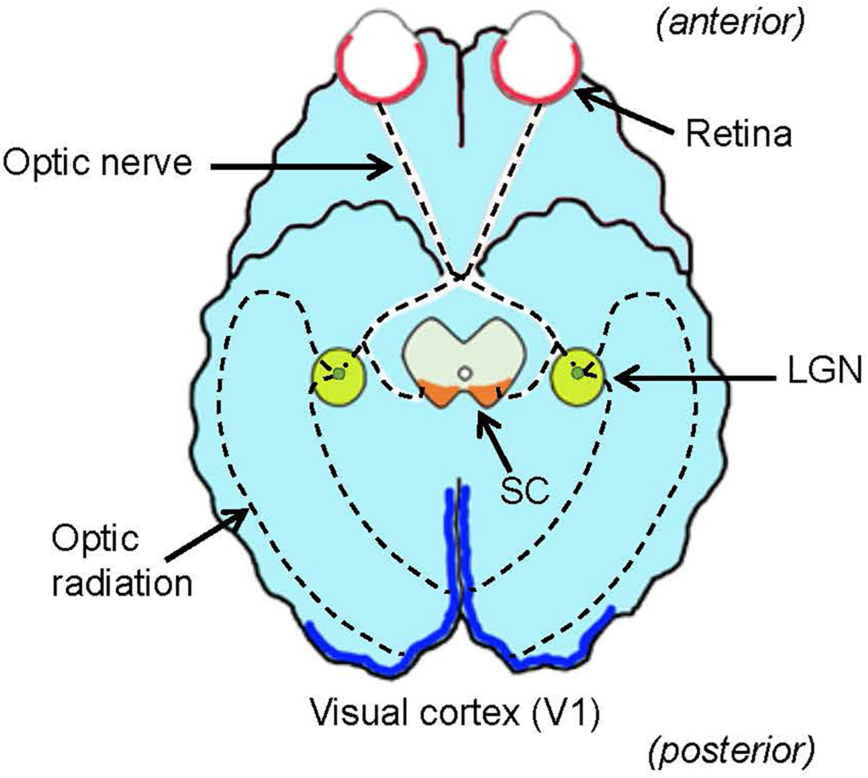 Figure 1.