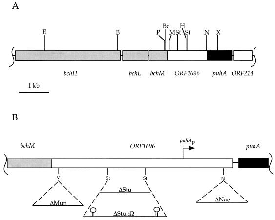 FIG. 1