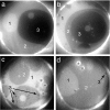 Fig. 4.