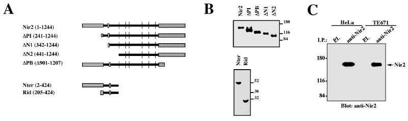 FIG. 1.