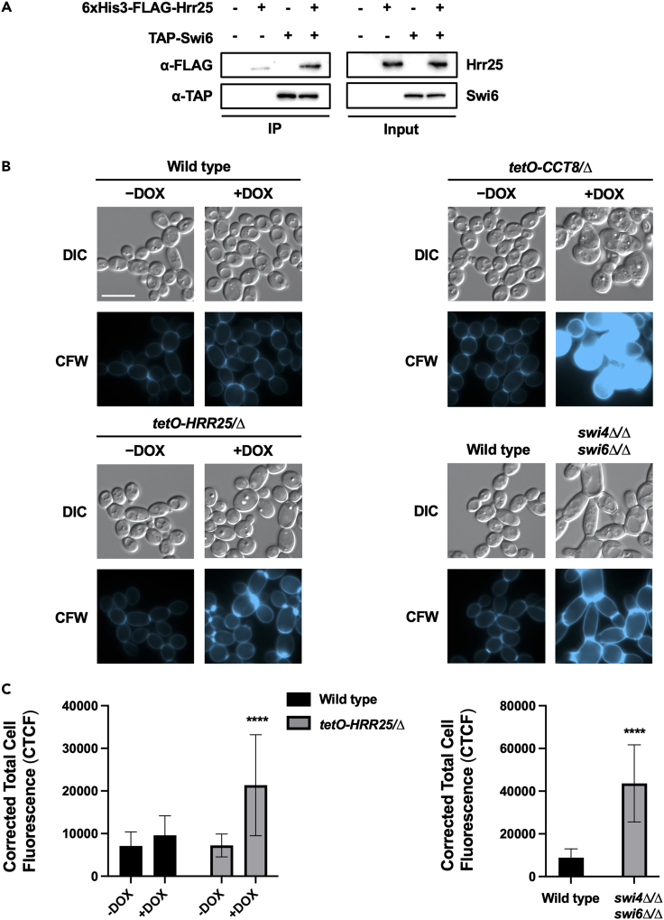 Figure 4