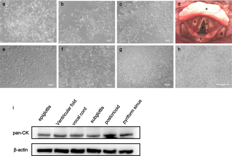 Fig 3.