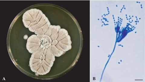 FIG. 1.