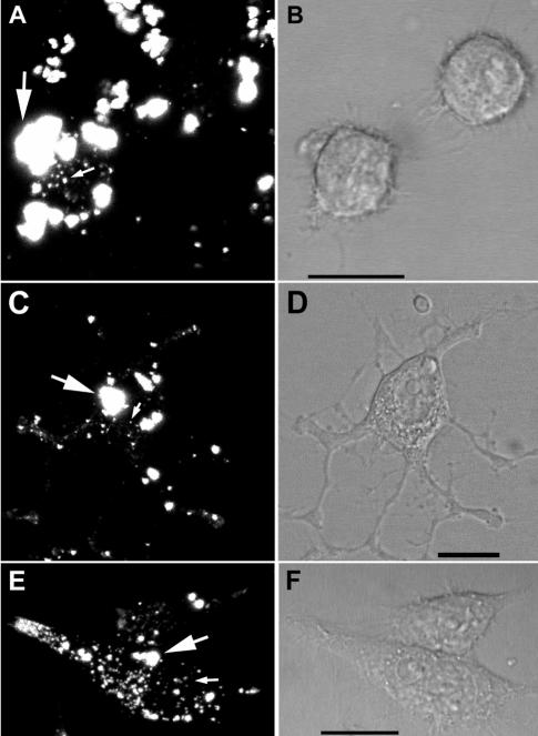 FIG. 8.