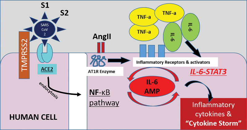 Illustration shows the proposed mechanism of SARS-CoV-2 cell entry and activation of the immune system. SARS-CoV-2 enters human cells by attaching to a cell surface receptor (ACE2) and by utilizing a human enzyme called transmembrane serine protease 2 (TMPRSS2). Once bound to the receptor, SARS-CoV-2 undergoes endocytosis and enters into the cell, along with the ACE2 receptor. This process reduces the number of ACE2 receptors on cells, leading to an increase of angiotensin II (AngII) levels in the blood. Angiotensin II triggers an inflammatory pathway involving NF-κB and interleukin 6–signal transducer and activator of transcription 3 protein (IL-6-STAT3), particularly in nonimmune cells including endothelial and epithelial cells. This pathway forms a positive feedback cycle, named IL-6 amplifier (IL-6 AMP), resulting in its excessive activation and therefore the cytokine storm and ARDS. Part of this pathway involving NF-κB, IL-6-STAT3, or both is enhanced with age, which could be the reason why older patients are more at risk for death following COVID-19 diagnosis compared with other age groups. S1 = viral spike protein subunit 1, S2 = viral spike protein subunit 2,TNF-a = tumor necrosis factor-α.