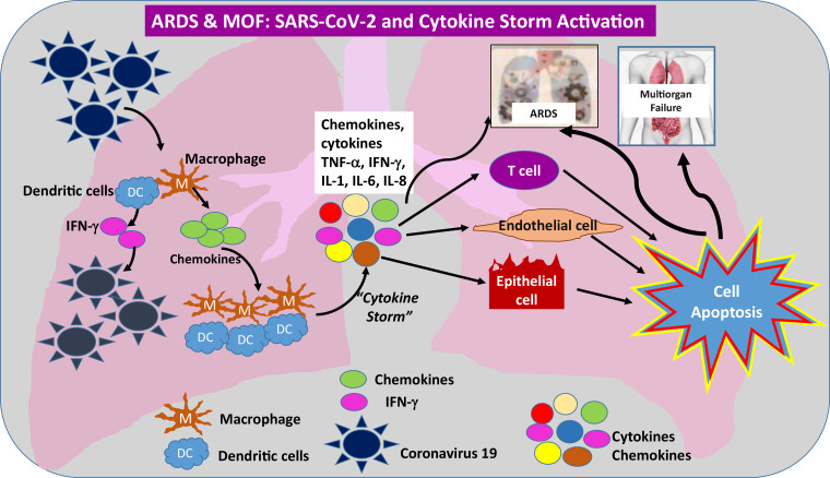 Schematic illustration of the effects of SARS-CoV-2 virus and virus-activated cytokine storm and their role in the development of ARDS and multiorgan failure (MOF). Note that a similar mechanism can be applied to any solid or hollow organ in the body that expresses ACE2 receptors on its surface. IFN-γ = interferon γ, IL-1 = interleukin-1, IL- 6 = interleukin-6, IL-8 = interleukin-8, TNF-α = tumor necrosis factor-α.