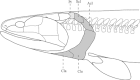 Fig. 10