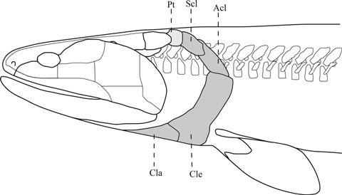 Fig. 10