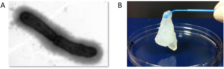 Fig 3