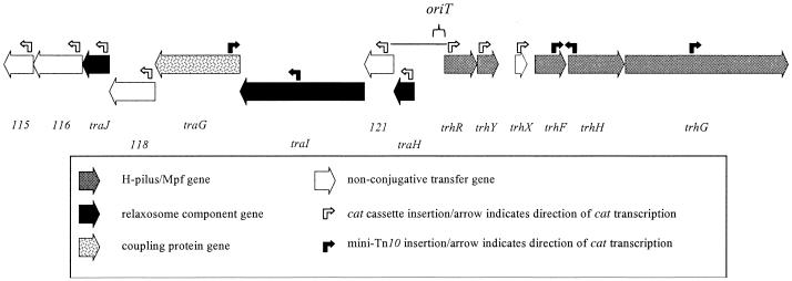 FIG. 1.