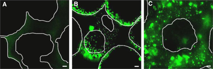 Figure 11