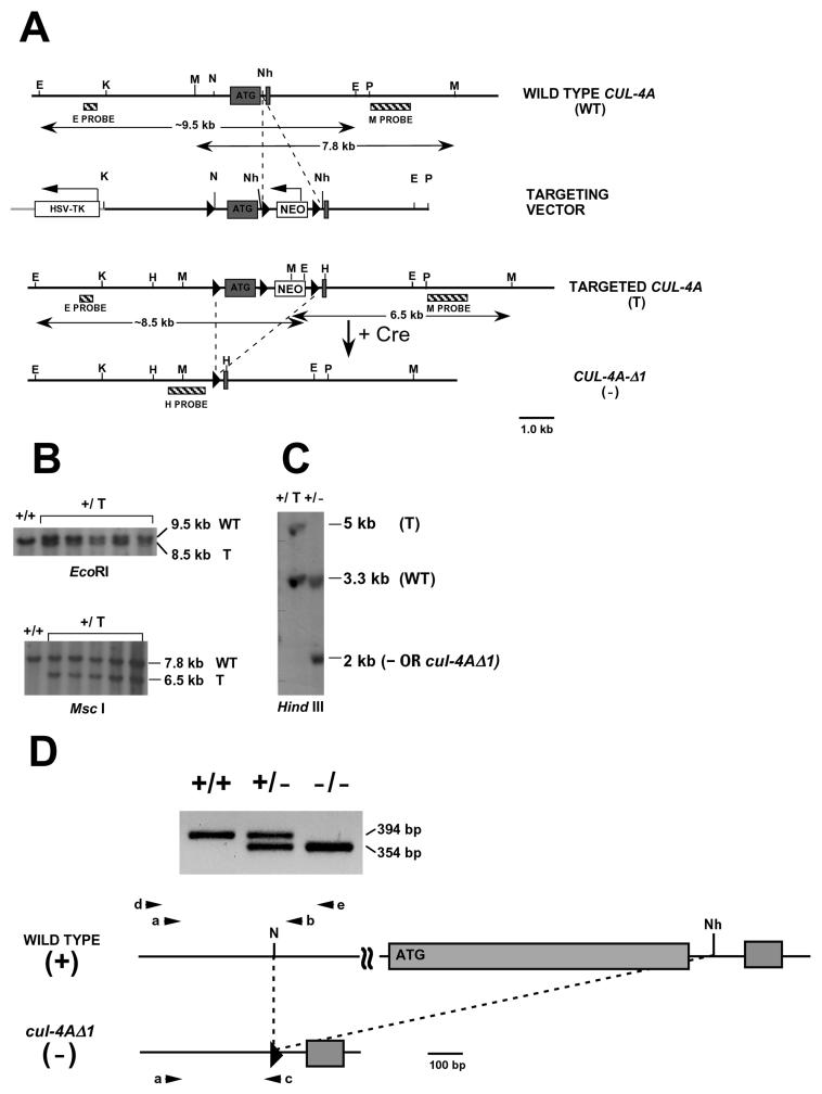 FIG. 1.