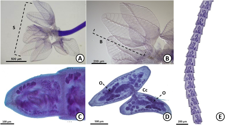 Fig. 6