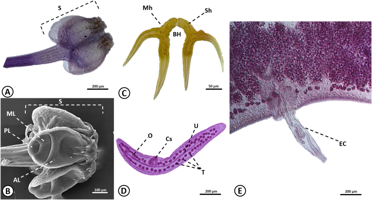 Fig. 8