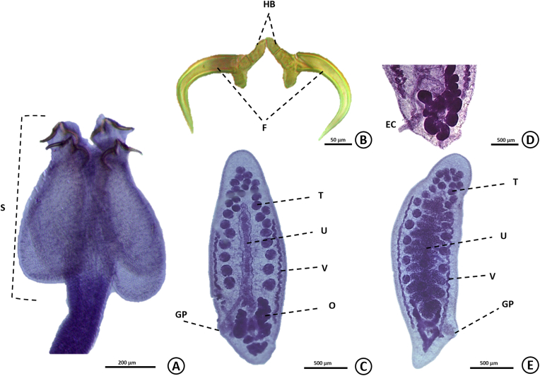 Fig. 9