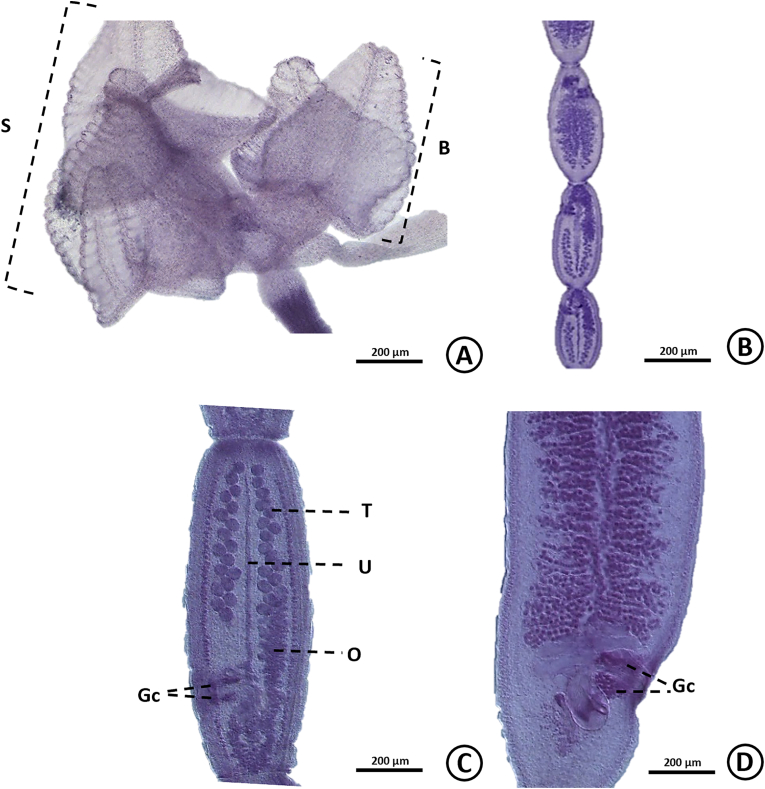 Fig. 7