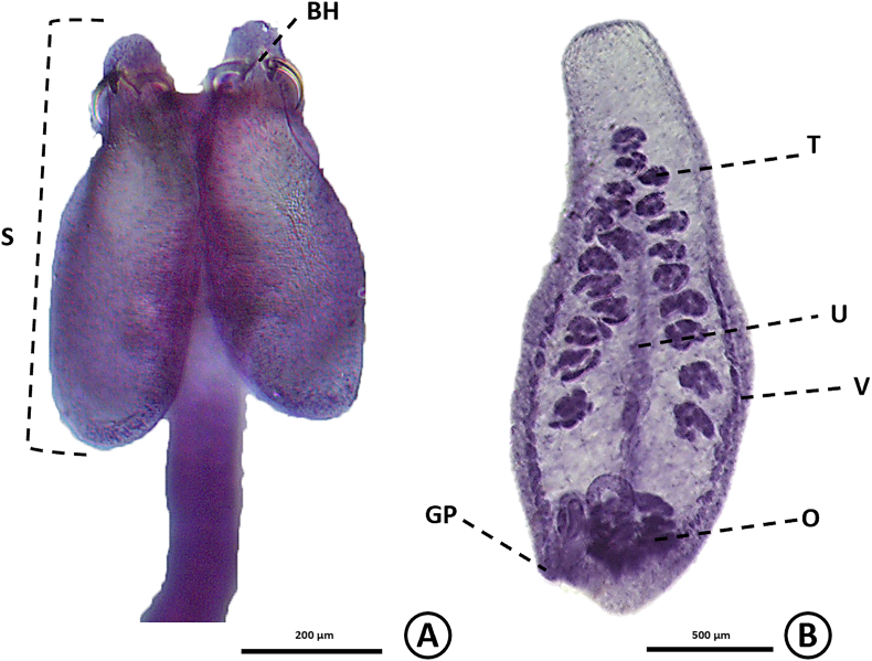 Fig. 10