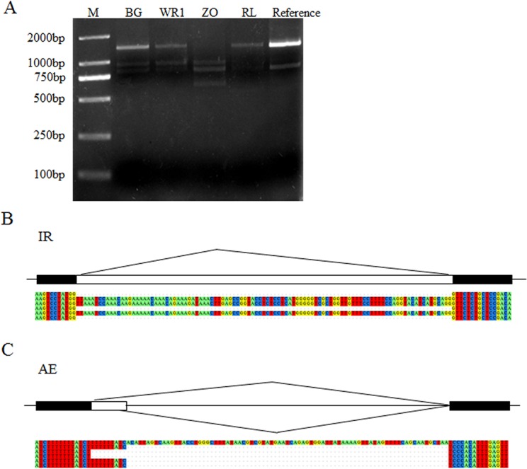 Fig 7