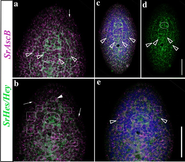 Fig. 7