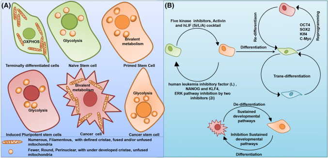 Fig. 2