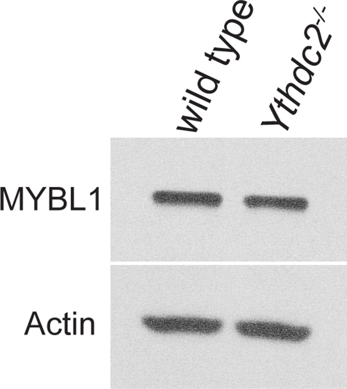 Figure 9—figure supplement 1.