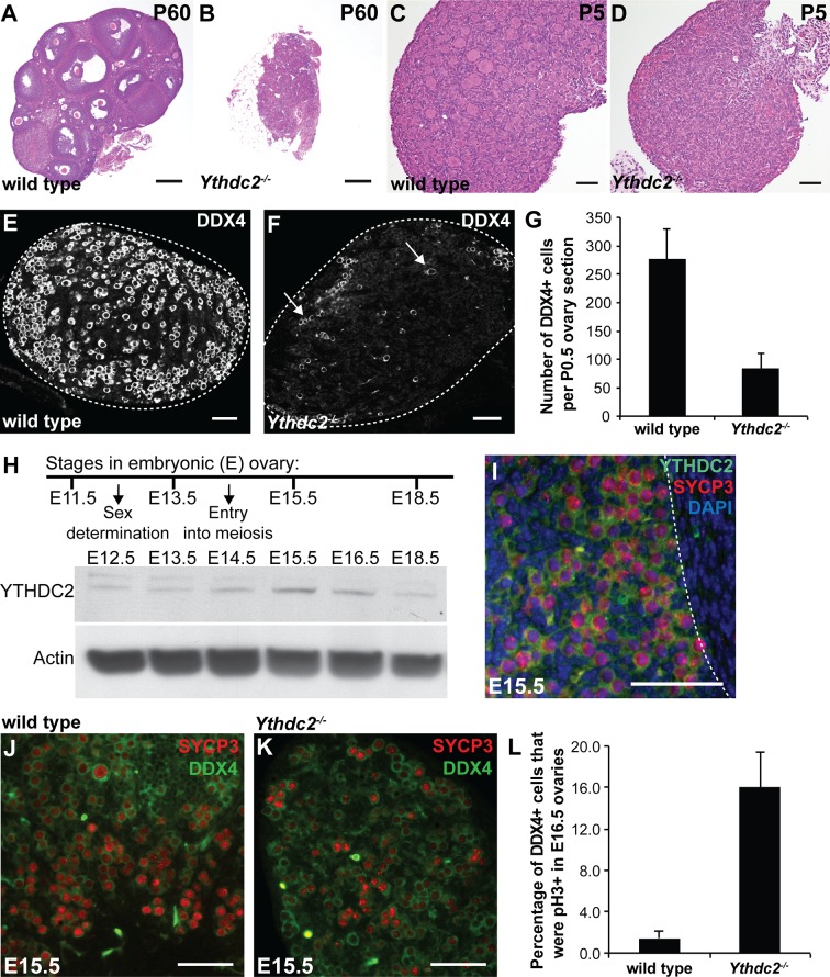 Figure 5—figure supplement 1.