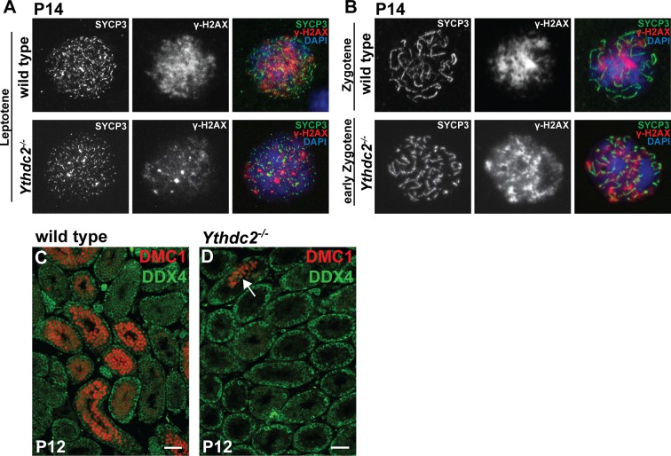 Figure 4—figure supplement 1.