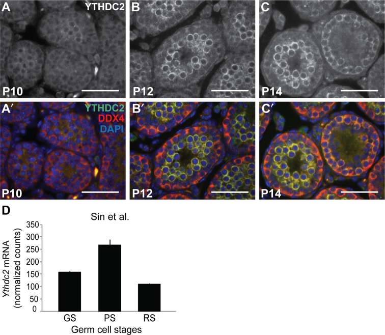 Figure 1—figure supplement 1.