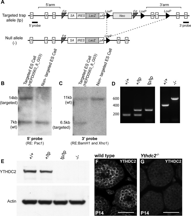 Figure 2—figure supplement 1.