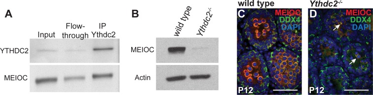 Figure 5—figure supplement 2.