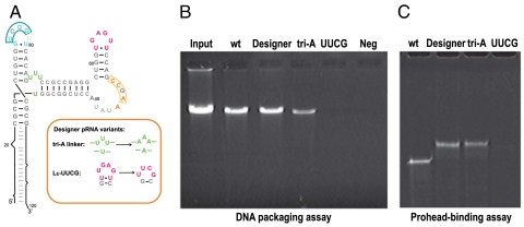 Fig. 5.